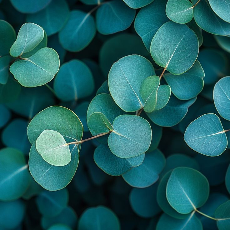 Eucalyptus Fragrance