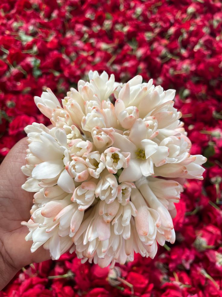 Rajnigandha Fragrance