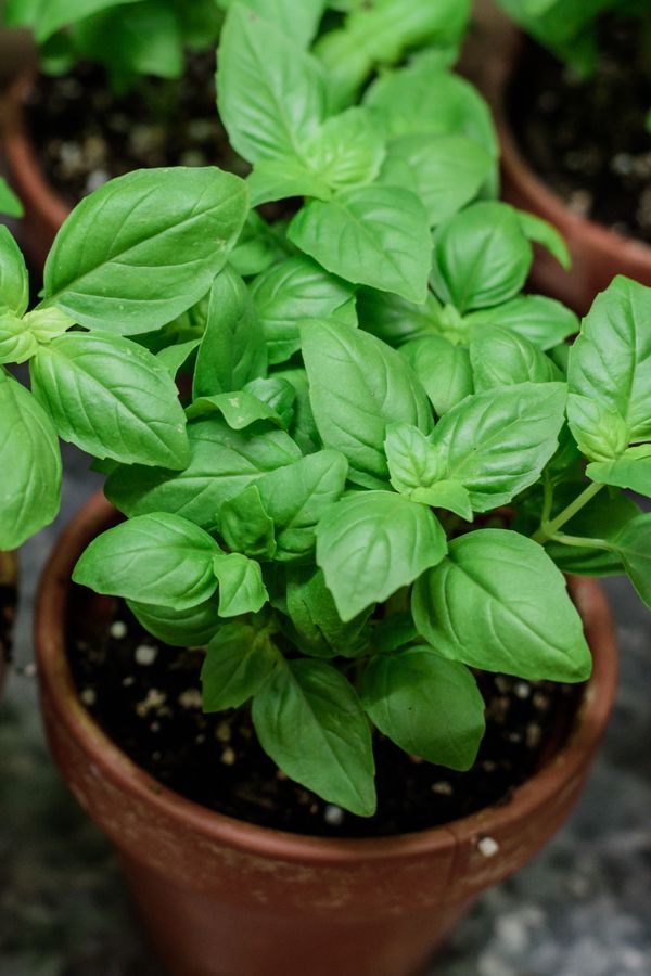 Basil Fragrance