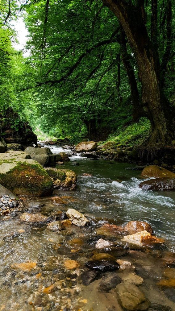 Gilli Mitti Fragrance